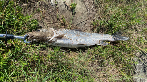 ニゴイの釣果