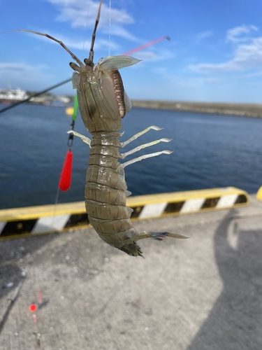 シャコの釣果