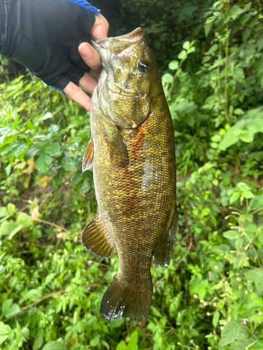 スモールマウスバスの釣果