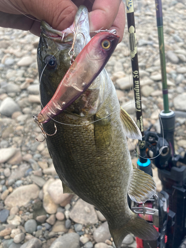 スモールマウスバスの釣果