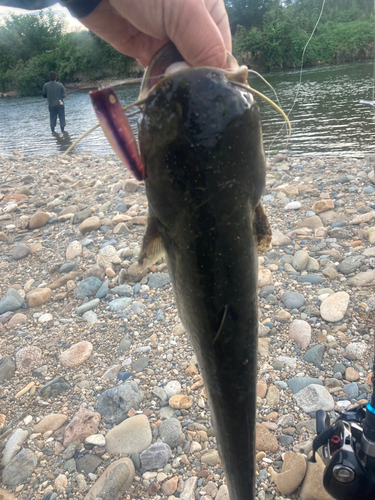 ナマズの釣果