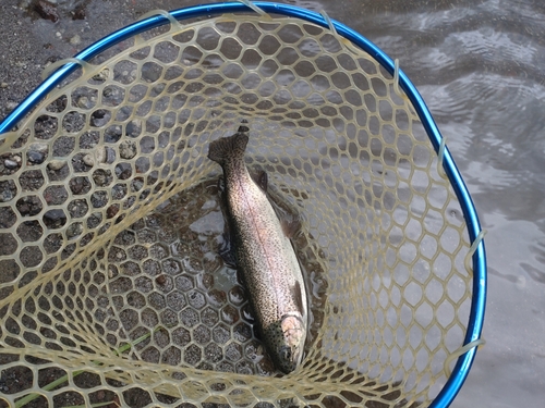 ニジマスの釣果