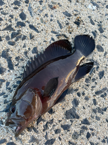 ヤミハタの釣果