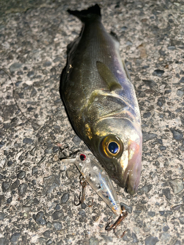 セイゴ（ヒラスズキ）の釣果