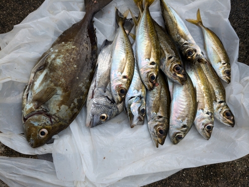 アジの釣果