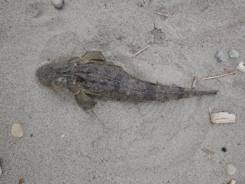 マゴチの釣果