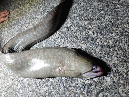 ウツボの釣果