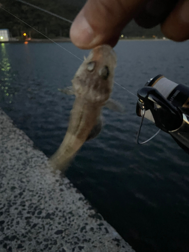 マゴチの釣果