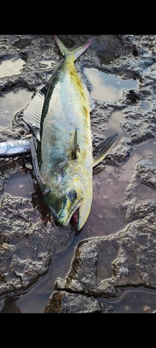 シイラの釣果