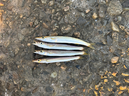 アカカマスの釣果