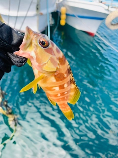 アカハタの釣果