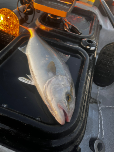 ショゴの釣果