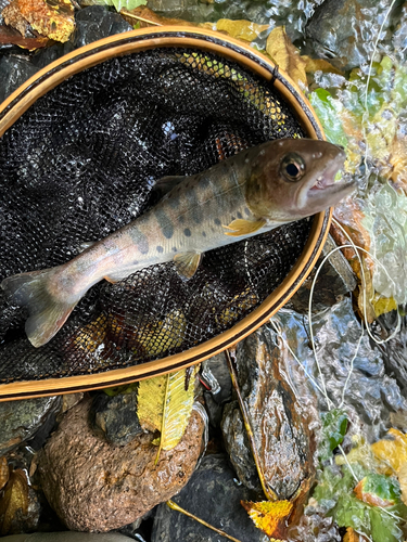 ヤマメの釣果