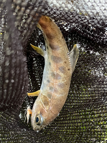 ヤマメの釣果