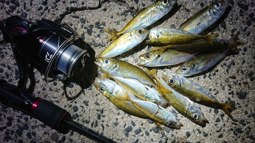 アジの釣果