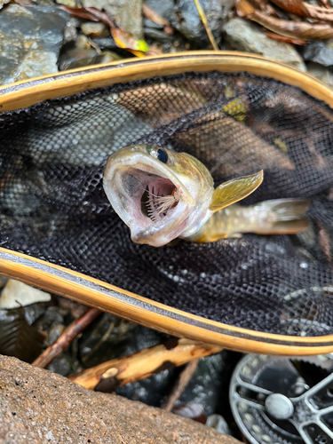 イワナの釣果