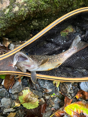 イワナの釣果