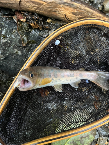 ヤマメの釣果