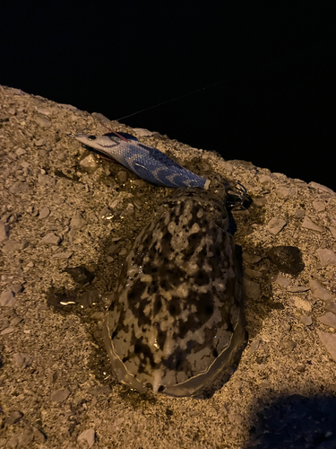 モンゴウイカの釣果