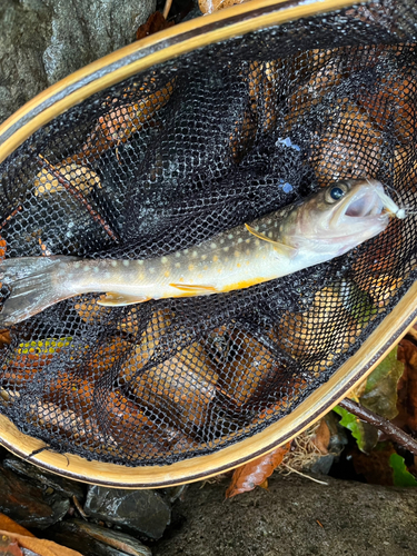 イワナの釣果