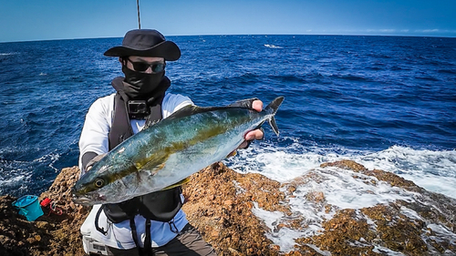 ヒラマサの釣果