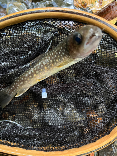 イワナの釣果