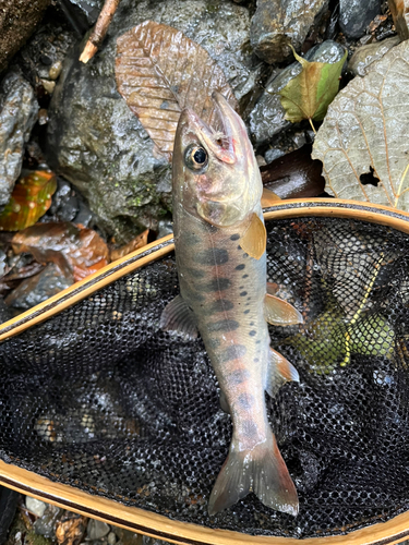 ヤマメの釣果