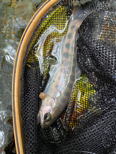 ヤマメの釣果