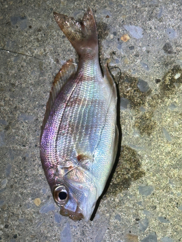 タイの釣果