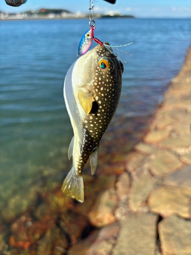 フグの釣果