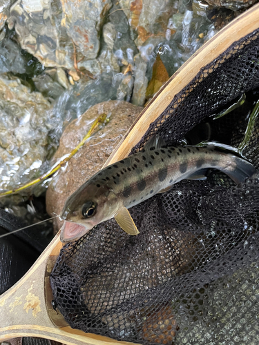 ヤマメの釣果