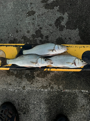 セイゴ（ヒラスズキ）の釣果