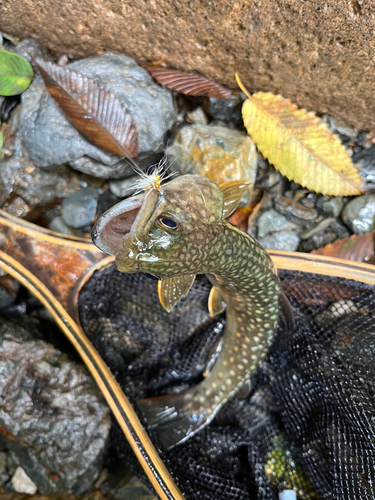 シャロムの森