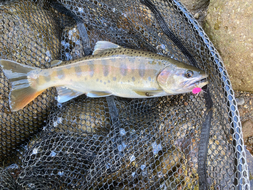 ヤマメの釣果