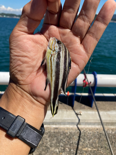 コロダイの釣果