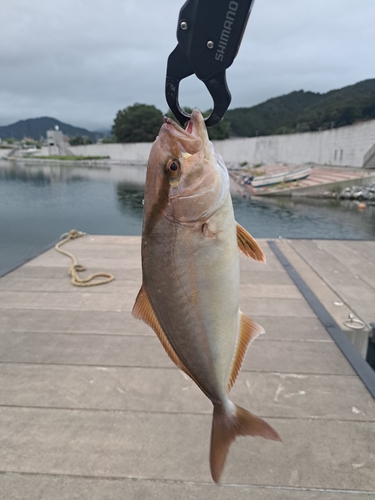 ショゴの釣果