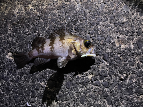 シロメバルの釣果