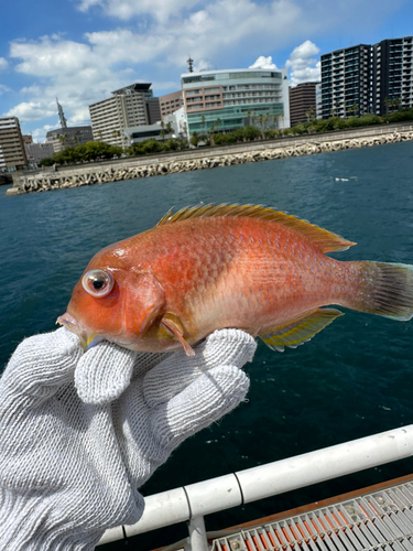 イラの釣果