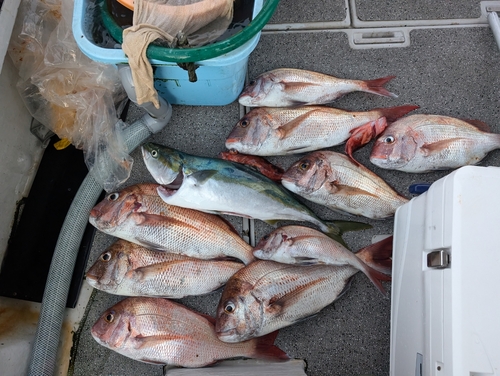 マダイの釣果