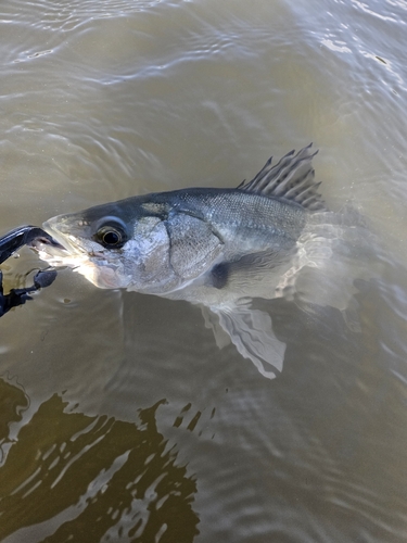 スズキの釣果