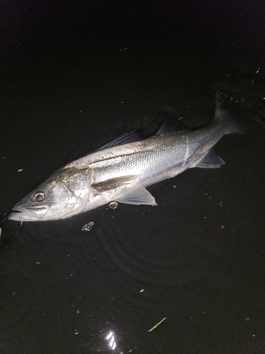 スズキの釣果