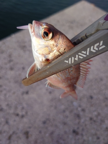 タイの釣果