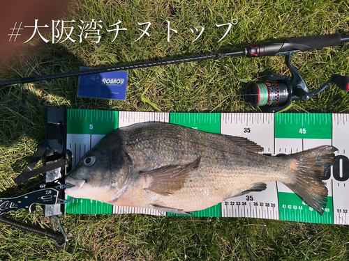 チヌの釣果