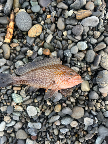 オオモンハタの釣果