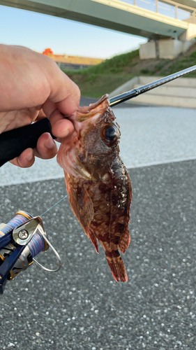 アラカブの釣果