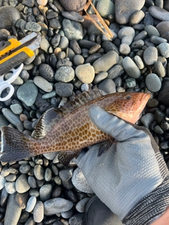 オオモンハタの釣果