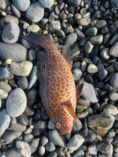 オオモンハタの釣果