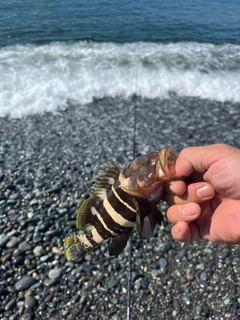 オオモンハタの釣果