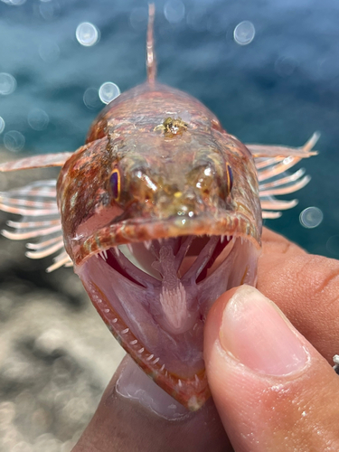 エソの釣果