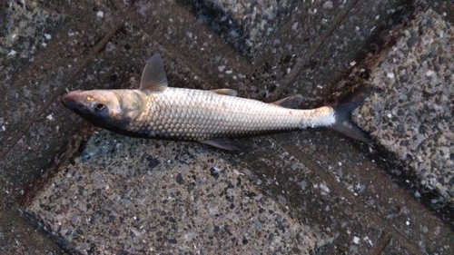 ニゴイの釣果